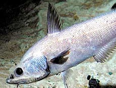 O grenadier, peixe de guas profundas que integra o "cardpio proibido" dos cientistas