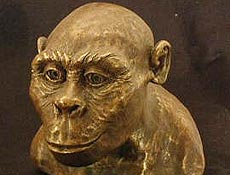 <i>Austrolopithecus africanus</i>, que viveu na época em que baixinhos seriam os preferidos