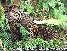 DNA revela nova espcie de leopardo em Bornu e Sumatra; assista a vdeo