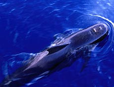 Cinco das 12 baleias-piloto (como a da foto) encalhadas em Galpagos foram salvas