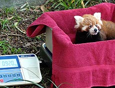 O filhote de panda vermelho Tenzin nasceu em janeiro no zoolgico de Taronga, em Sydney