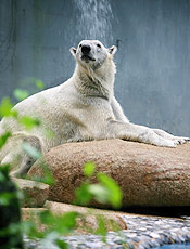 Urso polar est entre as espcies de mamferos ameaados de extino