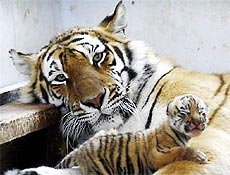 Tigre descansa com filhote em cativeiro no Parque Florestal em Harbin, norte da China