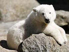 Knut deve ficar sozinho em cativeiro em julho; urso passa a adotar comportamento predador