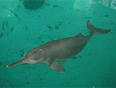 Golfinho chins de gua doce, conhecido como baiji, tem como habitat o rio Yang-ts