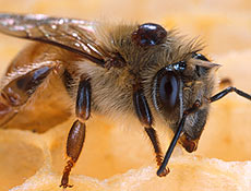 Pesquisadores encontraram nova pista sobre o sumio em massa das abelhas no mundo