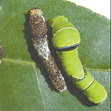 As versões do lagarta de borboleta disfarçada de fezes e camuflada de verde
