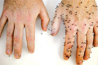 Mosquitos atacam humano sem repelente em uma das mos