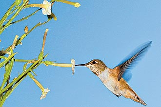 Pesquisa fotografou 30 beija-flores de dez espécies com câmera de vídeo de alta velocidade para entender como aves bebem