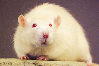 Por trás do caso fatal de tédio do roedor, encontra-se um déficit severo de dopamina, uma das moléculas essenciais de sinalização no cérebro