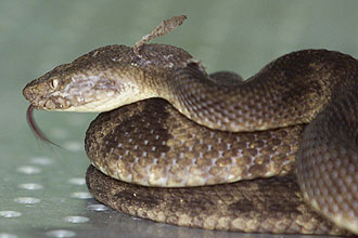 A cobra brasileira jararaca-ilhoa; pesquisadores do Instituto Butantan desvendam mecanismo hemorrgico de seu veneno