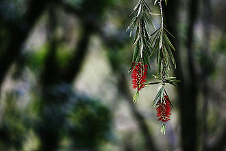 Flor de eucalipto australiano no Parque Estadual Intervales, área de mata atlântica; Unesco aprova ampliação de reserva