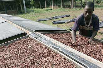 Trabalhador manipula sementes de caucau em fazenda na Costa do Marfim; doenças destroem um terço da colheita mundial por ano