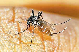 Feijo-fradinho serviu de base para a produo da vacina brasileira; na foto, mosquito Aedes Aegypti, que transmite a dengue