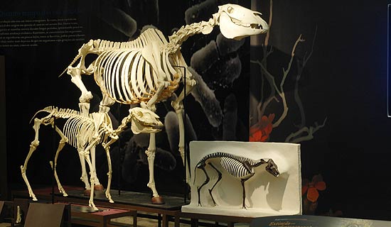 Darwin identificou evidências de parentesco entre os seres por meio de semelhanças anatômicas existentes entre as espécies