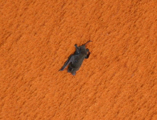 Imagem feita pela Nasa mostra um morcego agarrado ao ônibus espacial Discovery durante o lançamento