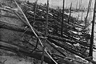 Árvores derrubadas na explosão de Tunguska, em 1908; cometa se chocou com a Terra e destruiu mais de 2.000 km~~2~~ de floresta