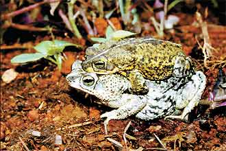 Sapos da espécie _Rhinella granulosa_, da caatinga, em cópula; espécies da região têm truques fisiológicos e comportamentais inusitados