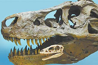 Crânios de _Tyrannosaurus rex_ (ao fundo) e do _Raptorex kriegsteini_; descoberta surpreendeu os paleontólogos