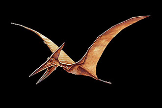 Pterodactyl - A Ameaça Jurássica - Dvd - Original Raro