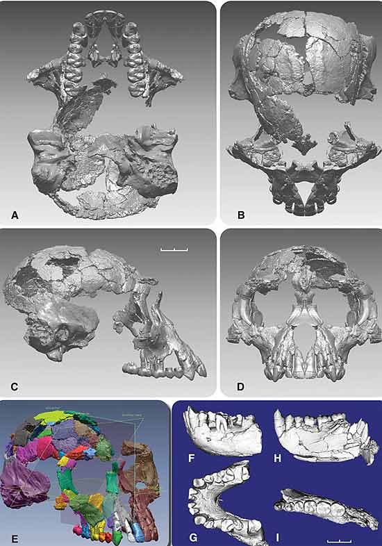 Crânio e mandíbula do _Ardipithecus ramidus_, descrito como o mais antigo esqueleto de ancestral humano