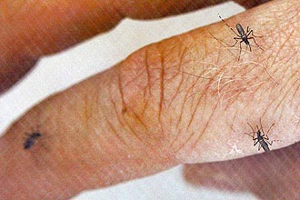 Mosquito _Anopheles_, transmissor da malária, pode ser modificado geneticamente, a fim de combater a doença, segundo estudo