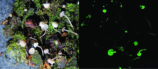 _Mycena luxarboricola_ (luz da rvore), coletado no Paran em rvore em parte antiga da mata atlntica, tem menos de 5 mm de dimetro