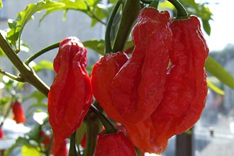 Pimenta indiana bhut jolokia, tida como "a mais forte do mundo", é usada na composição de granadas cujo efeito é igual a gás lacrimogêneo