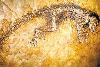 Fóssil alemão da espécie _Darwinius masillae_, apelidado de Ida, cuja ancestralidade em relação ao homem está em xeque