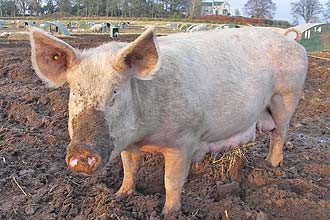 Estudos mostram que porcos esto entre os animais que aprendem mais rpido; eles tambm so brilhantes para utilizar espelhos