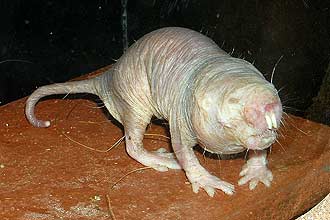 Ratos-toupeira pelados são mamíferos do tamanho de um camundongo, e que podem trazer informações sobre câncer e longevidade