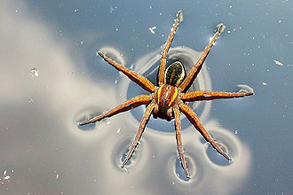 As aranhas d'água femininas, insetos capazes de se deslocar rapidamente pela superfície dos cursos de água, preferem machos gentis