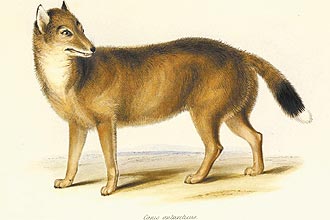Desenho do lobo-das-malvinas em "The Zoology of the Voyage of the H.M.S. Beagle"; animal é primo do lobo-guará, diz pesquisa