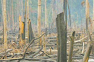Área de floresta desmatada no município de Tailândia, no Pará; Estado faz reflorestamento de mata nativa com eucaliptos