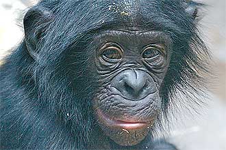 Filhote de bonobo, macaco africano dócil e "hippie", que "nunca se torna adulto", segundo pesquisa; seu primo chimpanzé é o oposto