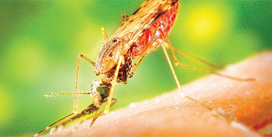 Inseticida DDT causa polêmica sobre combate do mosquito transmissor da malária (foto) no país africano Maláui