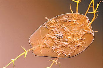 Rotífero bdelóide atacado por fungo; em amarelo, filamentos do fungo emergem do bicho morto; criaturas estão há cerca de 30 milhões de anos evoluindo sem trocar genes