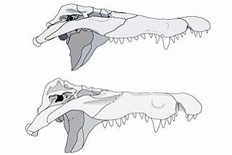 Imagem reproduz a cabea do crocodilo do Nilo (acima) e do _Crocodylus anthropophagus_, espcie descoberta por cientistas