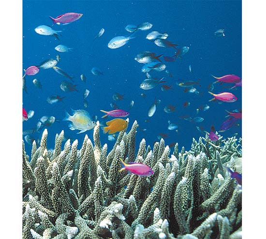 Corais vivendo na periferia de recife evoluem mais rápido que corais vivendo no centro.