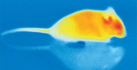 Foto  mostra camundongo detectado pelo mesmo espectro de radiação  infravermelha percebido por serpentes