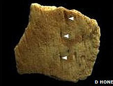 Marcas de dentes em fóssil de mandíbula de herbívoro, onde há pouca carne, coincidem