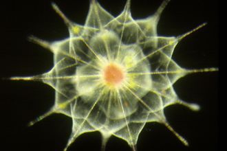 Ameba encontrada em guas marinhas profundas