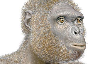 Desenho simula a aparência de Ardi, fóssil achado na Etiópia; cientistas discutem se era ou não ancestral do homem