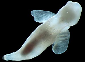 A lesma-do-mar "Platybrachium antarcticum", que vive na Antrtida 
