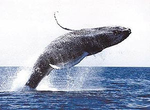 Melodias mais "popular da temporada" costuma surgir das baleias que vivem no litoral leste da Austrália 