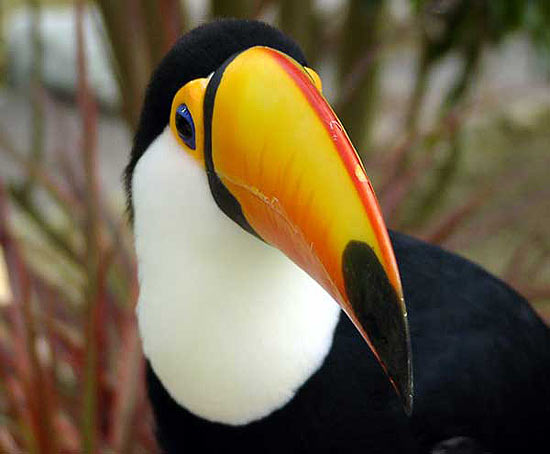 Pássaros com bicos maiores (tucanos) vivem em habitats mais quentes que pássaros com bicos menores