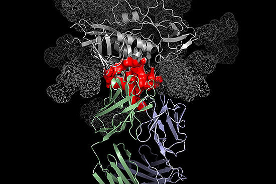 Estrutura de poderoso novo anticorpo (azul e verde) ligado ao vírus HIV (cinza e vermelho), causador da Aids