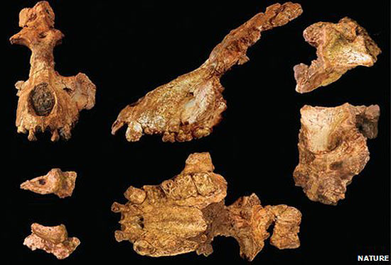 Fósseis da crânio de animal de 28 milhões de anos que pode ser um ancestral comum de macacos e humanos