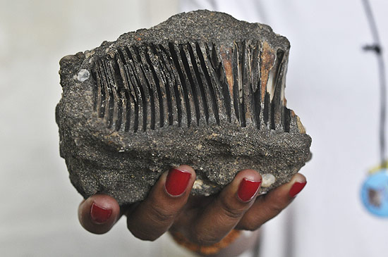 Dente de elefante que foi encontrado na Amaznia; descoberta revela que animal habitou a floresta no passado