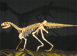 Rplica do Sacisaurus agudoensis montada pela USP
